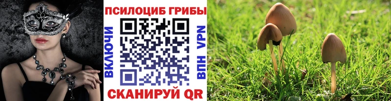 Псилоцибиновые грибы мицелий  Цивильск 